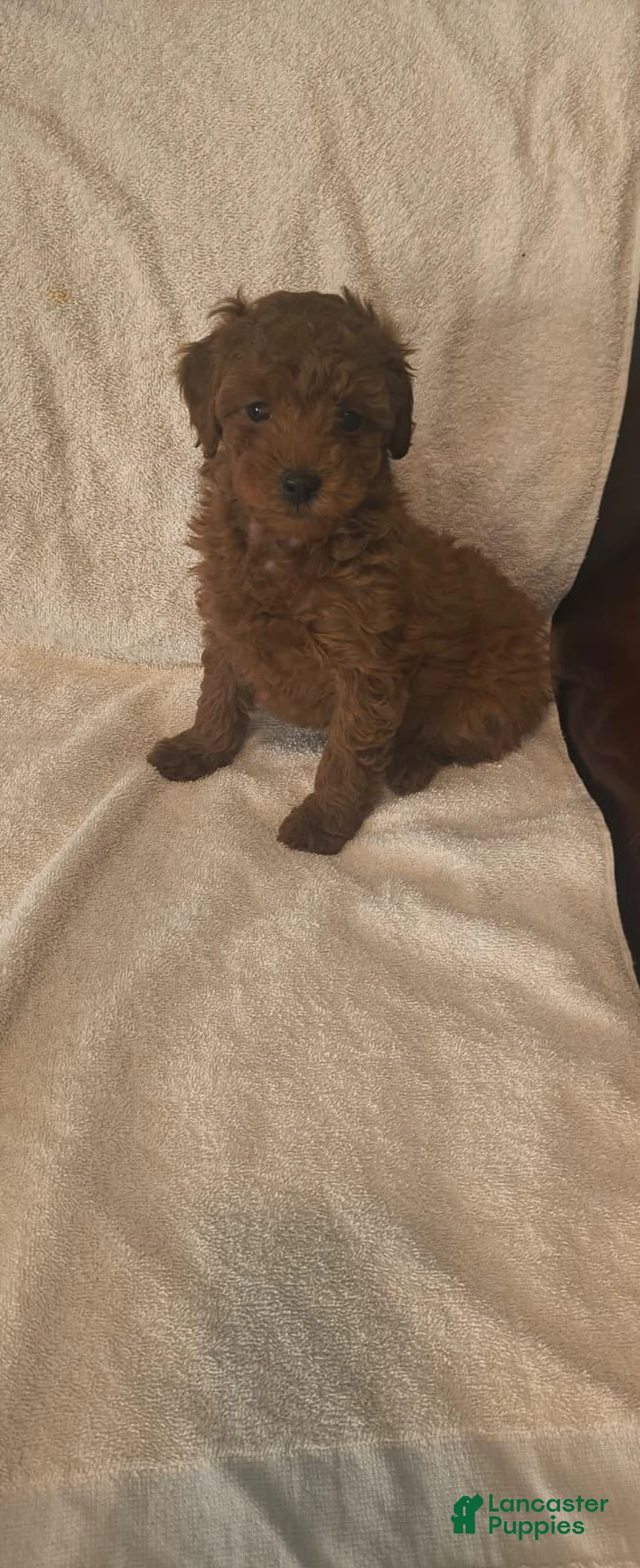Toy Poodle dogs for sale: Female Puppy  - Ad 1
