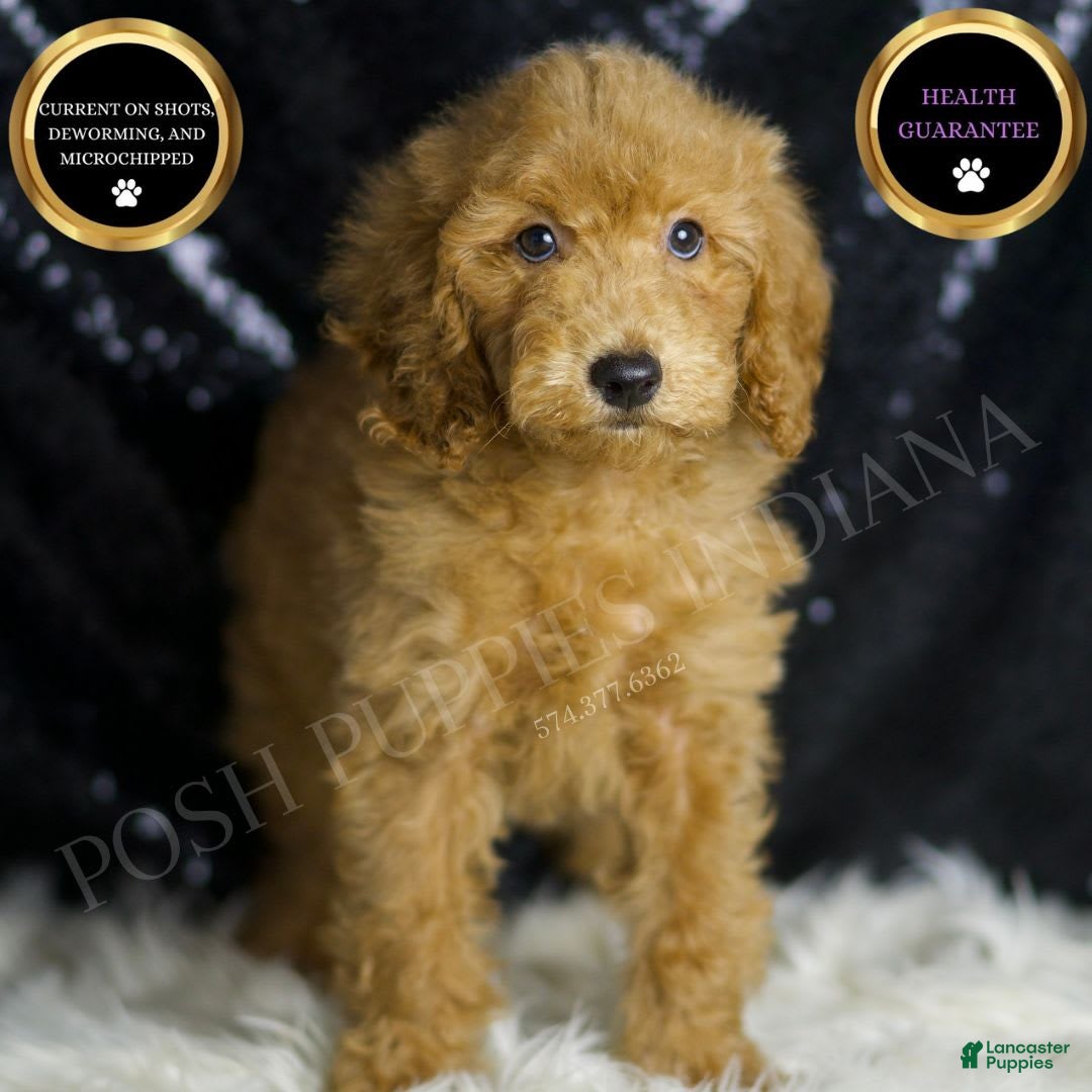 Mini Goldendoodle dogs Captain - Ad 36