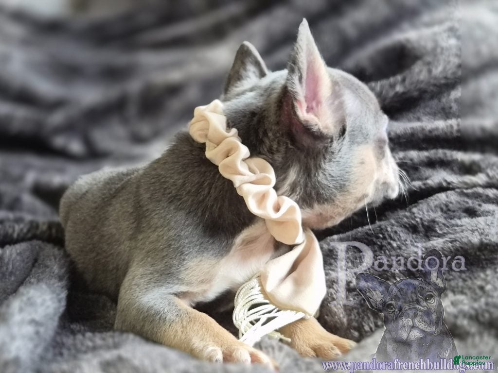 French Bulldog dogs Eclipse - Ad 2