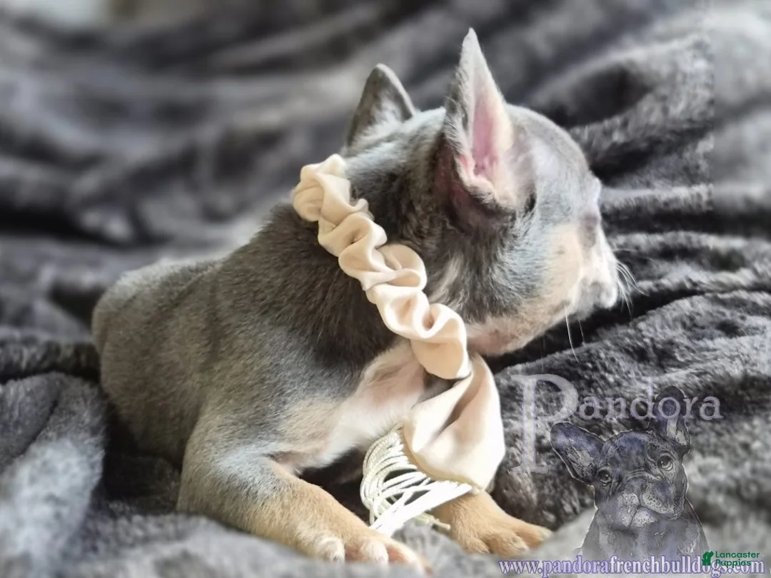 French Bulldog dogs for sale: Eclipse - Ad 2