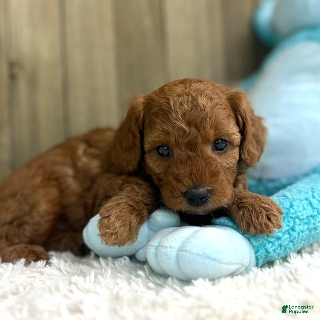 Mini Goldendoodle dogs for sale: Murphey (Micro Mini Boy) - Ad 2