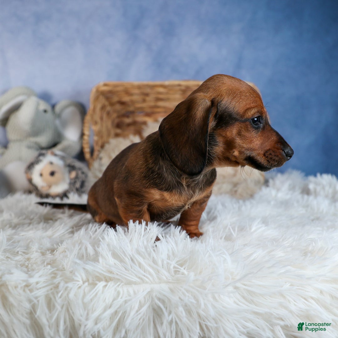 Miniature Dachshund dogs for sale: Cody - Ad 4
