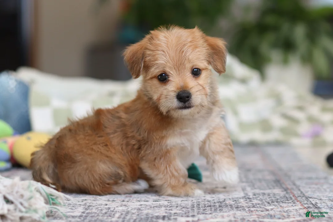 Morkie dogs for sale: Rory - Ad 3