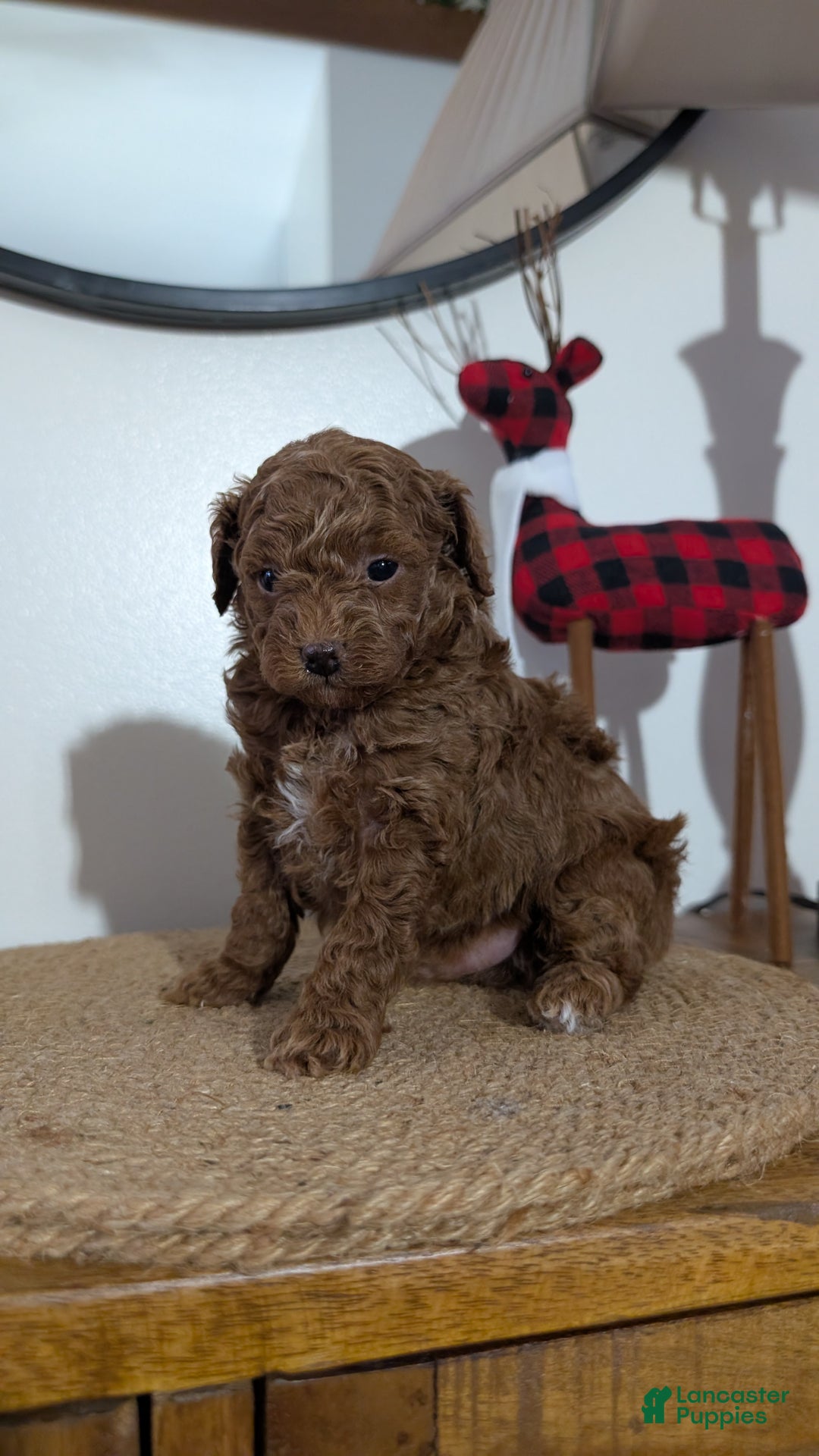 Miniature Poodle dogs for sale: Max - Ad 4