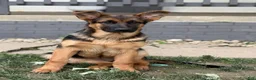 German Shepherd dogs for sale: Remi - Ad 5