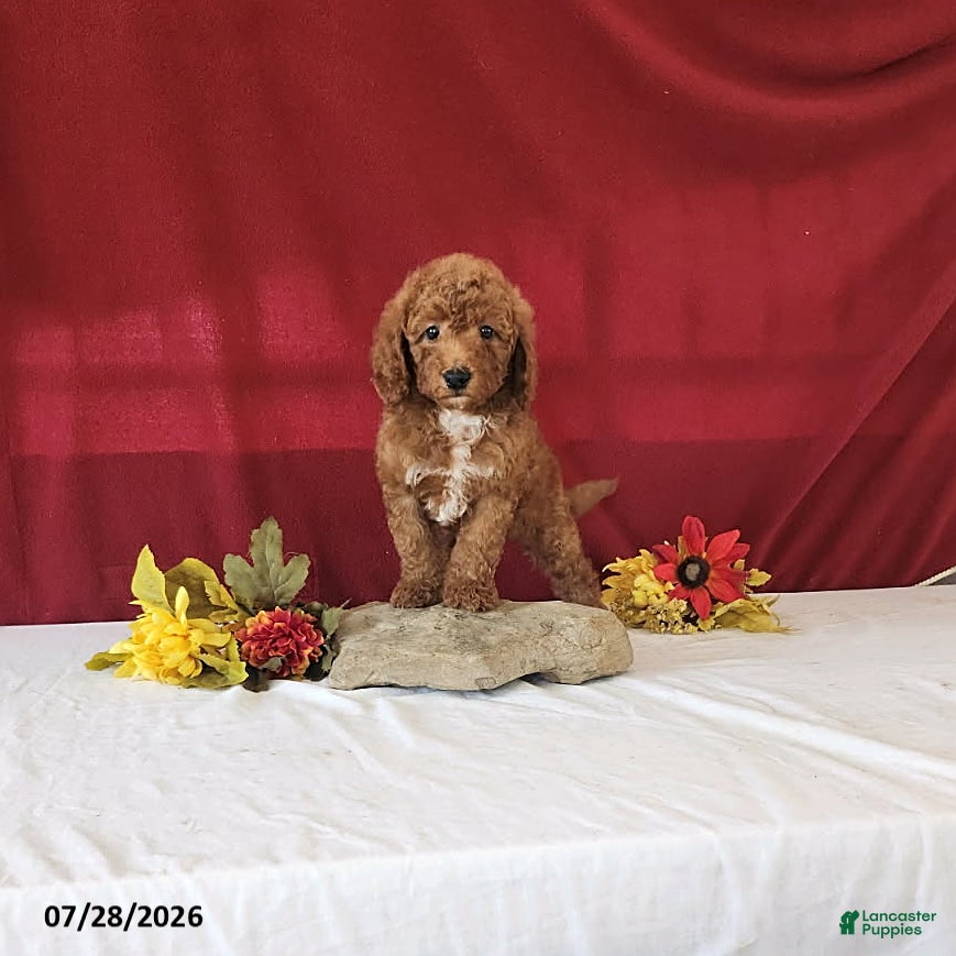 Mini Goldendoodle dogs Hossay - Ad 1