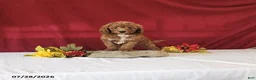 Mini Goldendoodle dogs for sale: Hossay - Ad 1
