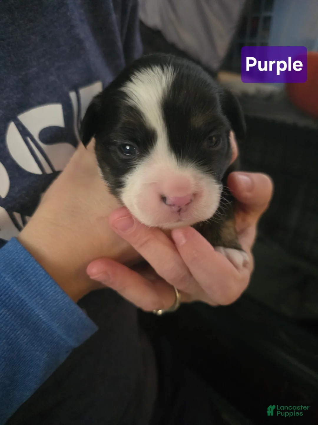 Mixed Breed dogs for sale: Purple *Updated 2/10 - Ad 1