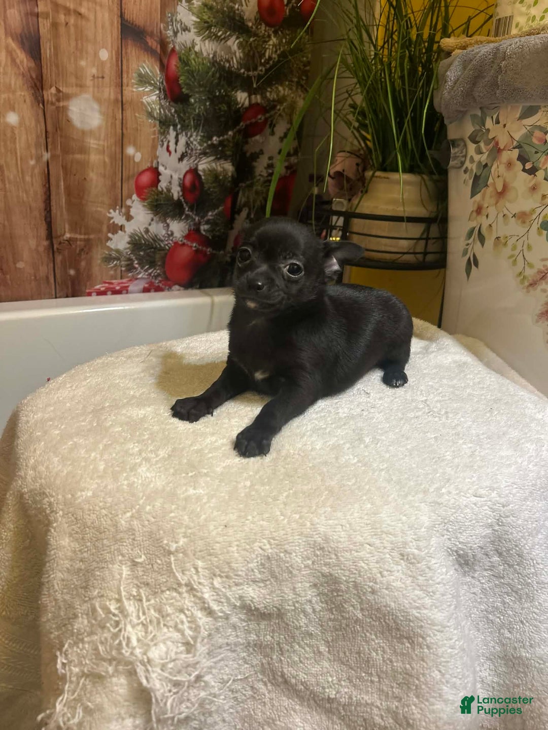 Chihuahua dogs for sale: Chihuahua Puppy 1 - Ad 6