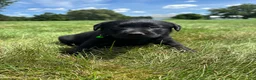 Labrador Retriever dogs for sale: Ivy - Ad 5