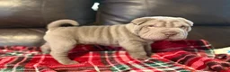 Shar Pei dogs for sale: Hal - Ad 1