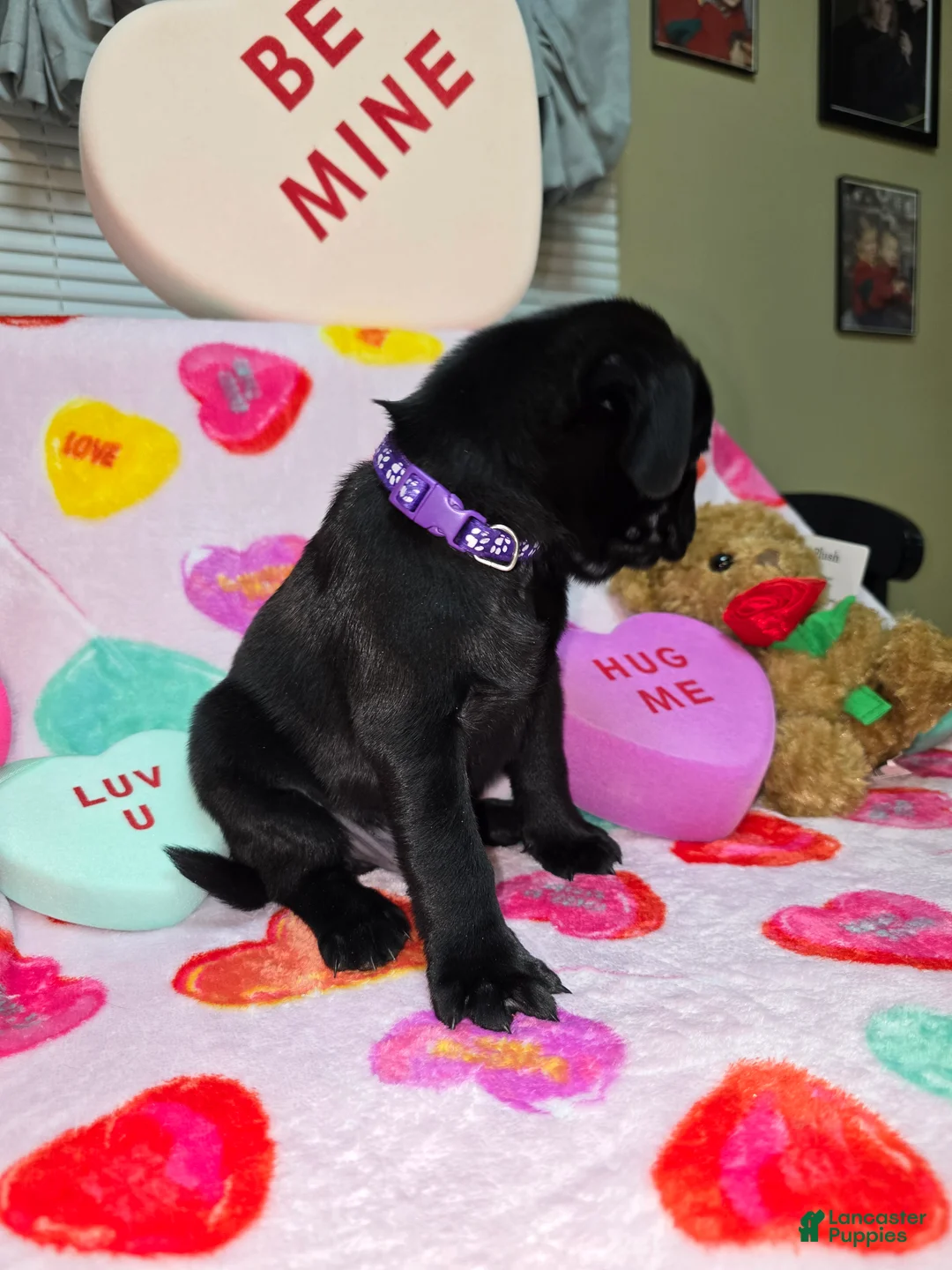 Pug dogs for sale: Bear - Ad 4