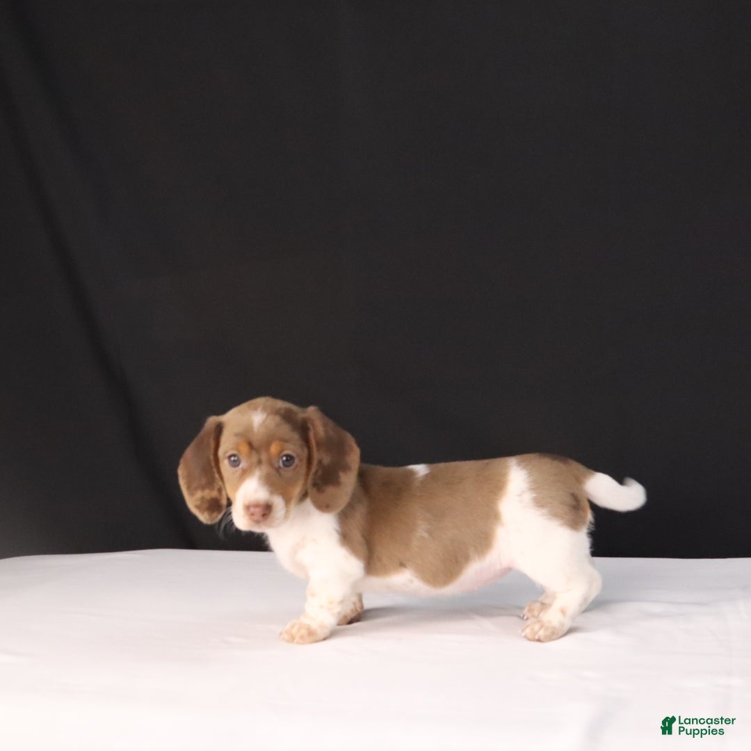 Dachshund dogs for sale: Kenzie - Ad 6