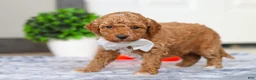 Mini Goldendoodle dogs for sale: Maddie - Ad 4