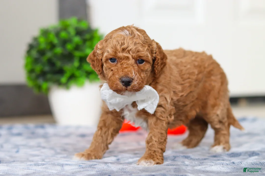 Mini Goldendoodle dogs for sale: Maddie - Ad 4