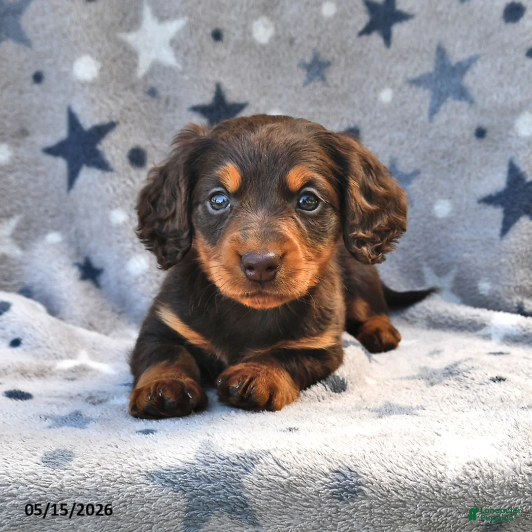 Miniature Dachshund dogs for sale: Twinkle - Ad 1