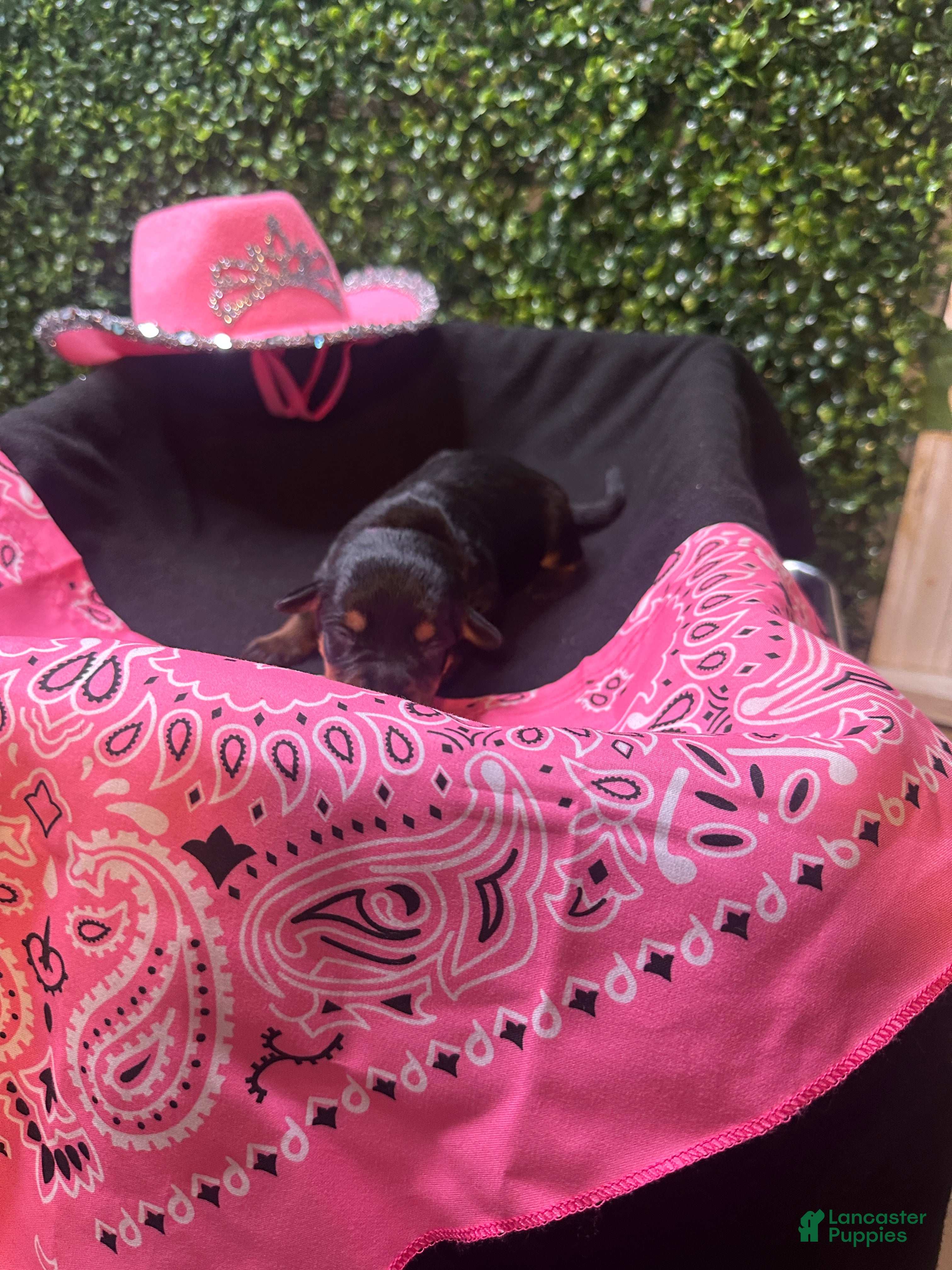 Rottweiler dogs Winny - Ad 12