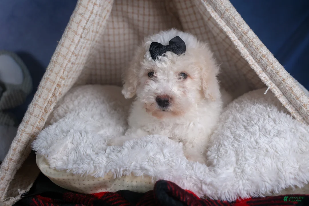 Bichpoo dogs for sale: Carmel - Ad 2
