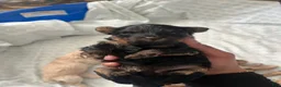 Yorkiepoo dogs for sale: Zira  - Ad 5