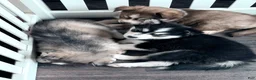 Pomsky dogs for sale: Daisy  - Ad 5