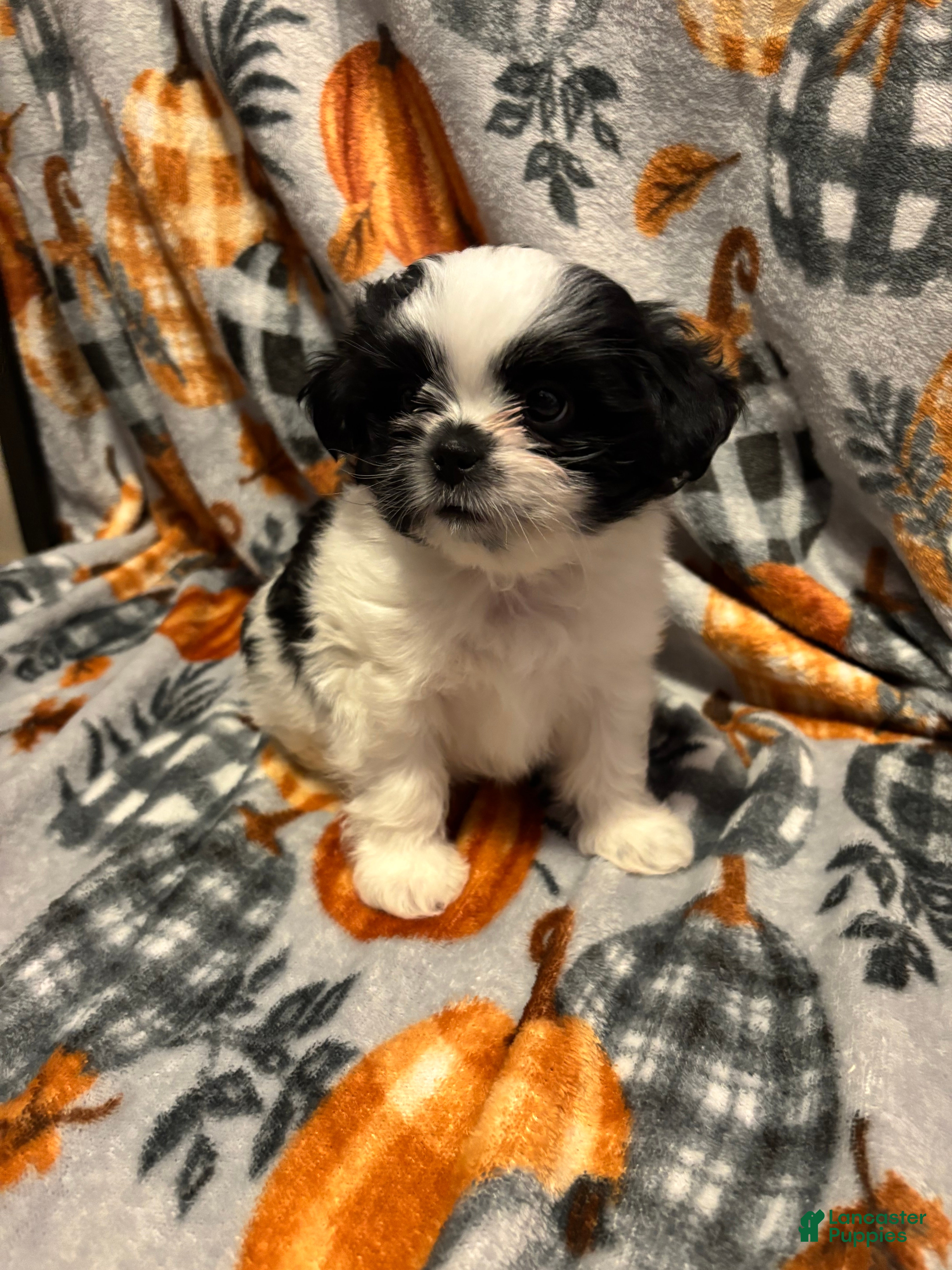 Shih Tzu dogs Shih Tzu Puppy 1 - Ad 10