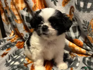 Shih Tzu dogs Shih Tzu Puppy 1 - Ad 10