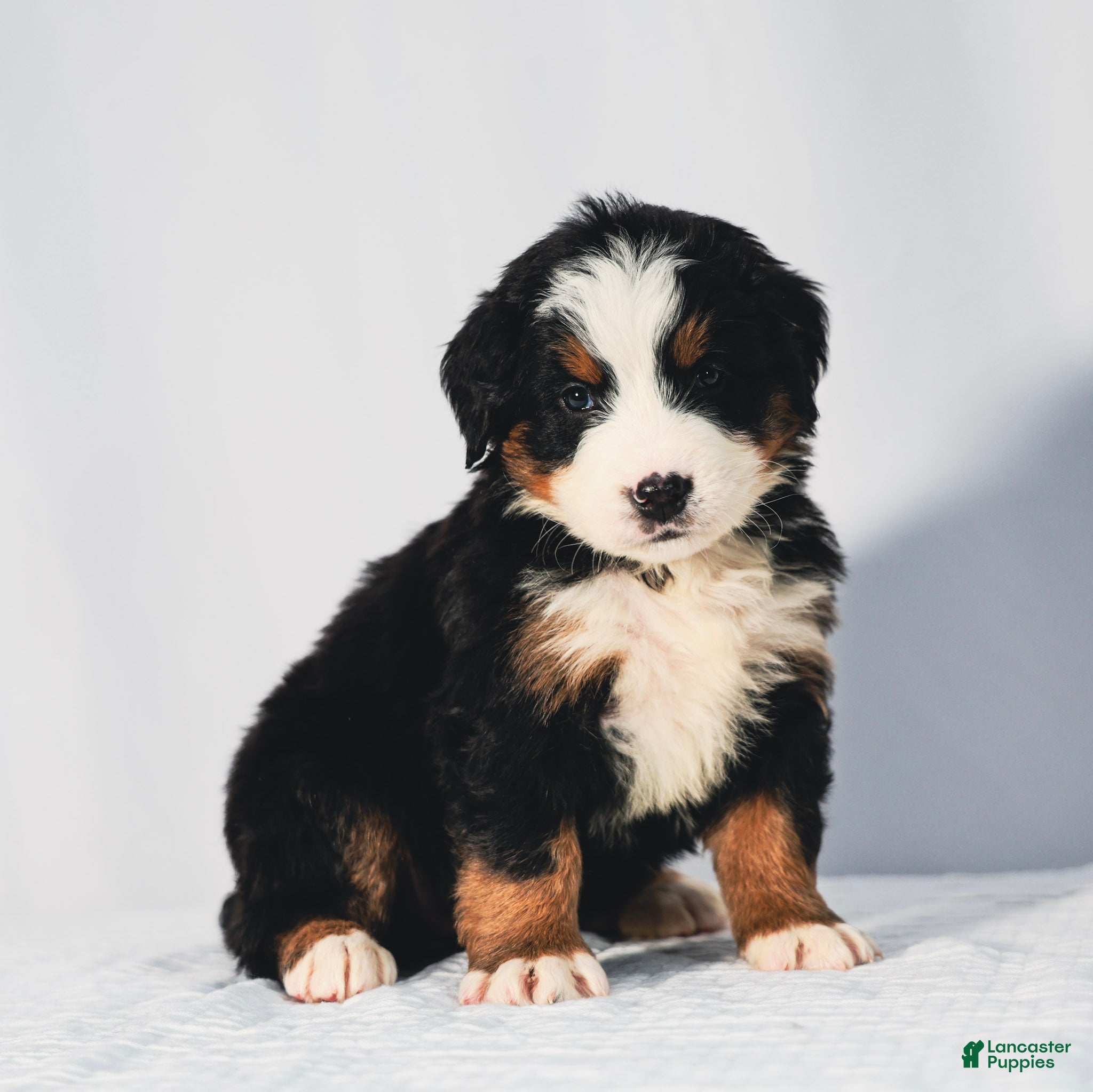 Bernese Mountain Dog dogs Remington - Ad 2