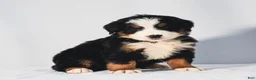 Bernese Mountain Dog dogs for sale: Remington - Ad 2
