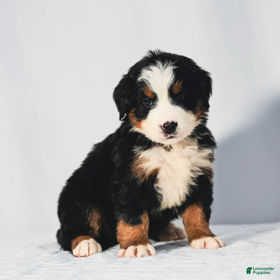 Bernese Mountain Dog dogs for sale: Remington - Ad 2