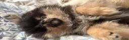Pomeranian dogs for sale: Pomeranian 1 - Ad 5