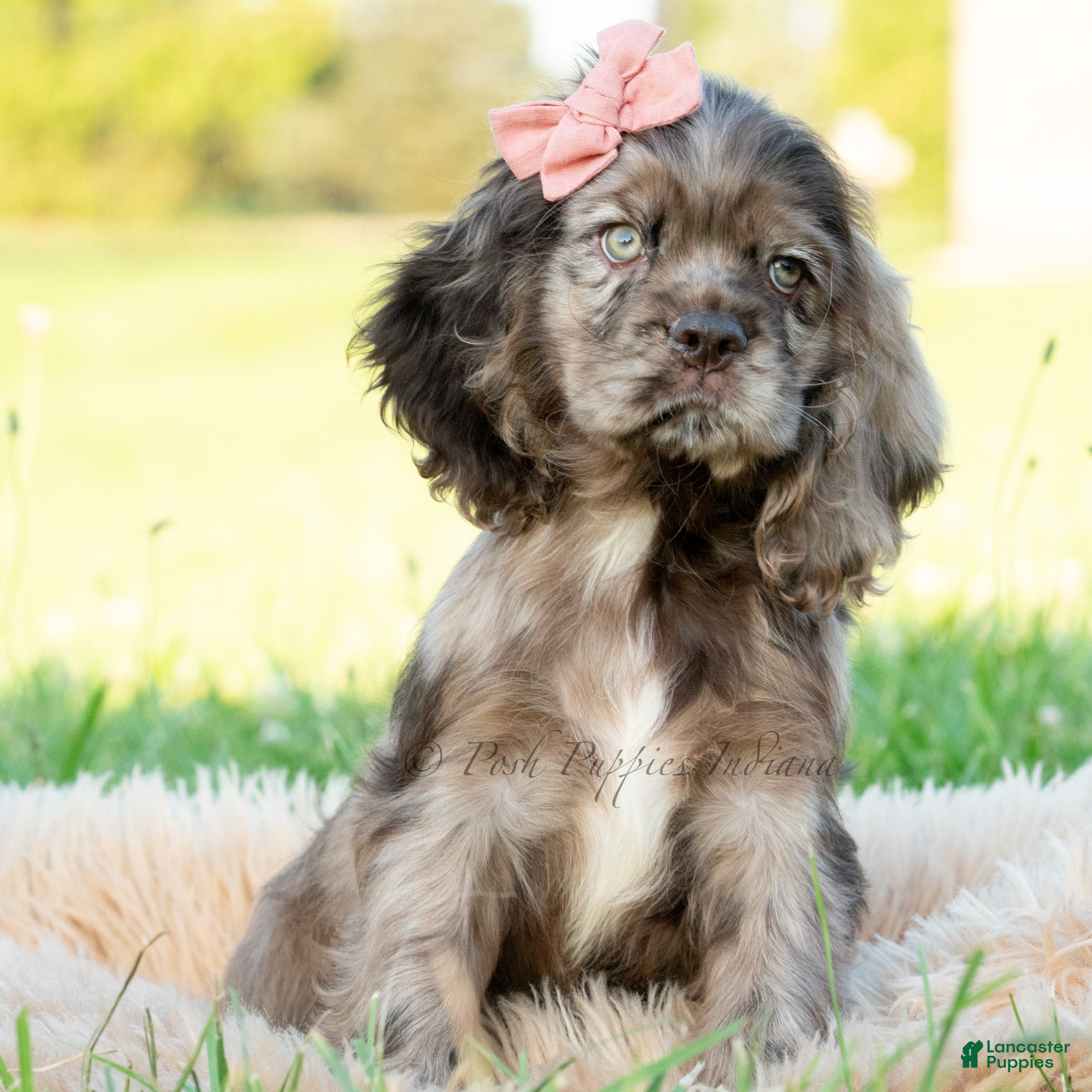 Cocker Spaniel dogs Daisy  - Ad 21