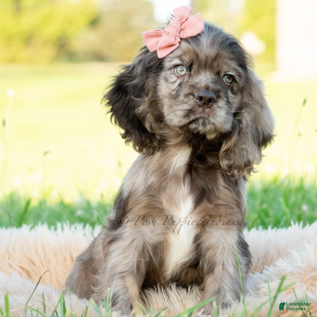 Cocker Spaniel dogs for sale: Daisy  - Ad 1