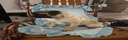 Pug dogs for sale: Pug Puppy 1 - Ad 3