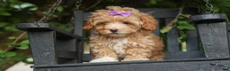 Havapoo dogs for sale: Ellie Mae 💛🐾 - Ad 10