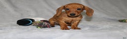 Miniature Dachshund dogs for sale: Chole - Ad 8