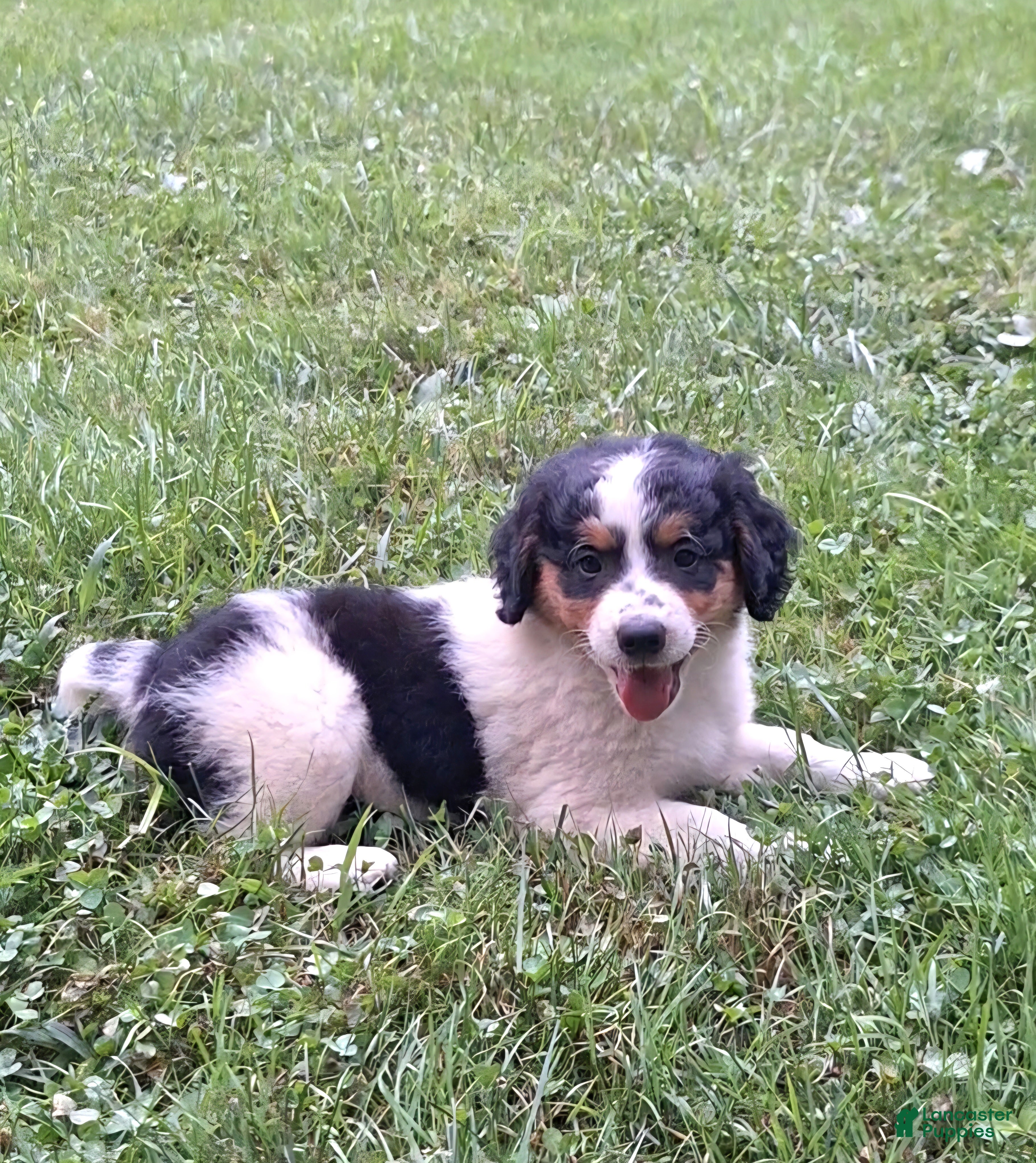 Mini Bernedoodle dogs Poky - Ad 1