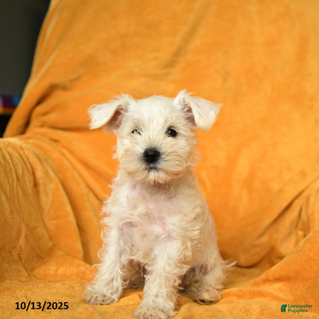 Schnoodle dogs for sale: Eddy - Ad 11
