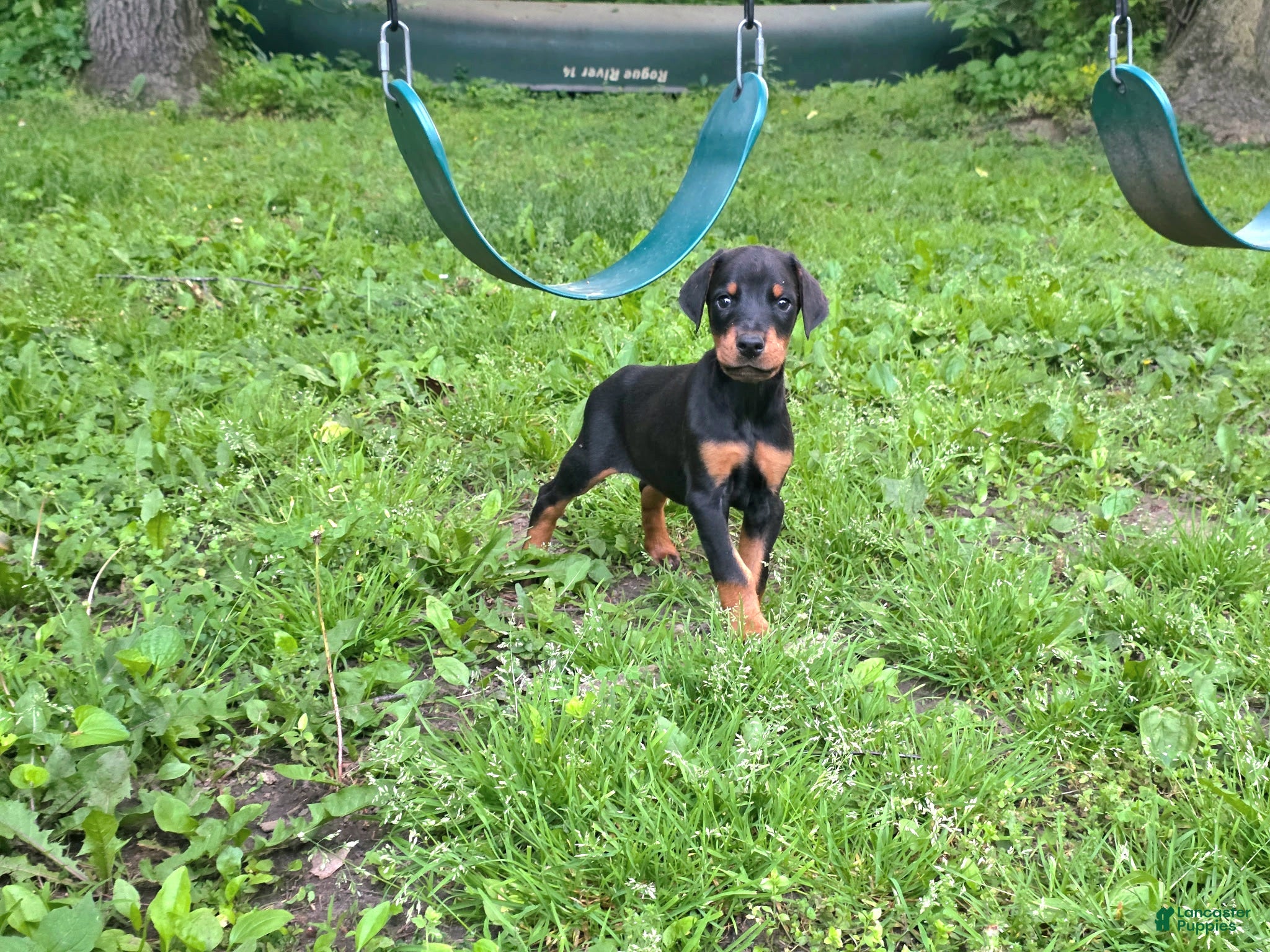 Doberman Pinscher dogs for sale: Griffin - Ad 3