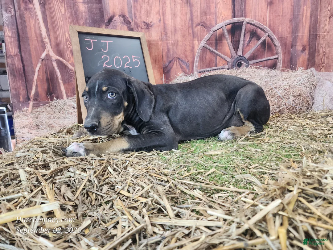 Catahoula Leopard Dog dogs for sale: JJ 2025 Female 1 "Mittens" - Ad 2