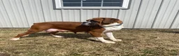 Boxer dogs for sale: Champ  - Ad 7