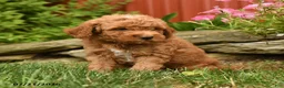 Mini Goldendoodle dogs for sale: Quinlan - Ad 3