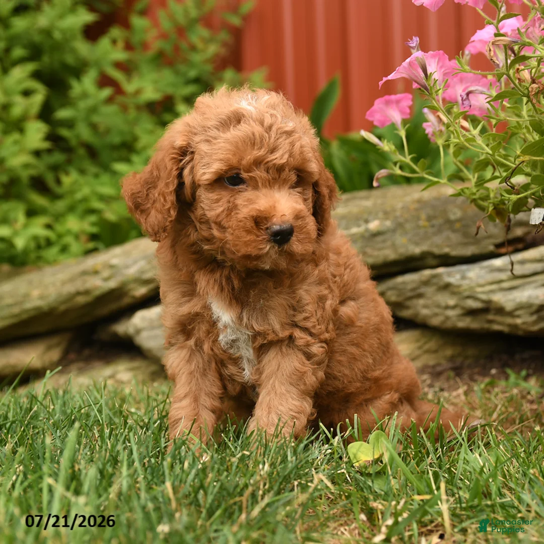 Mini Goldendoodle dogs for sale: Quinlan - Ad 3