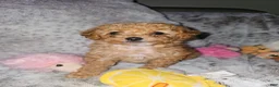 Toy Poodle dogs for sale: Tiny Feona- POTTY TRAINED_ AKC Genetically tested Parents - Ad 12