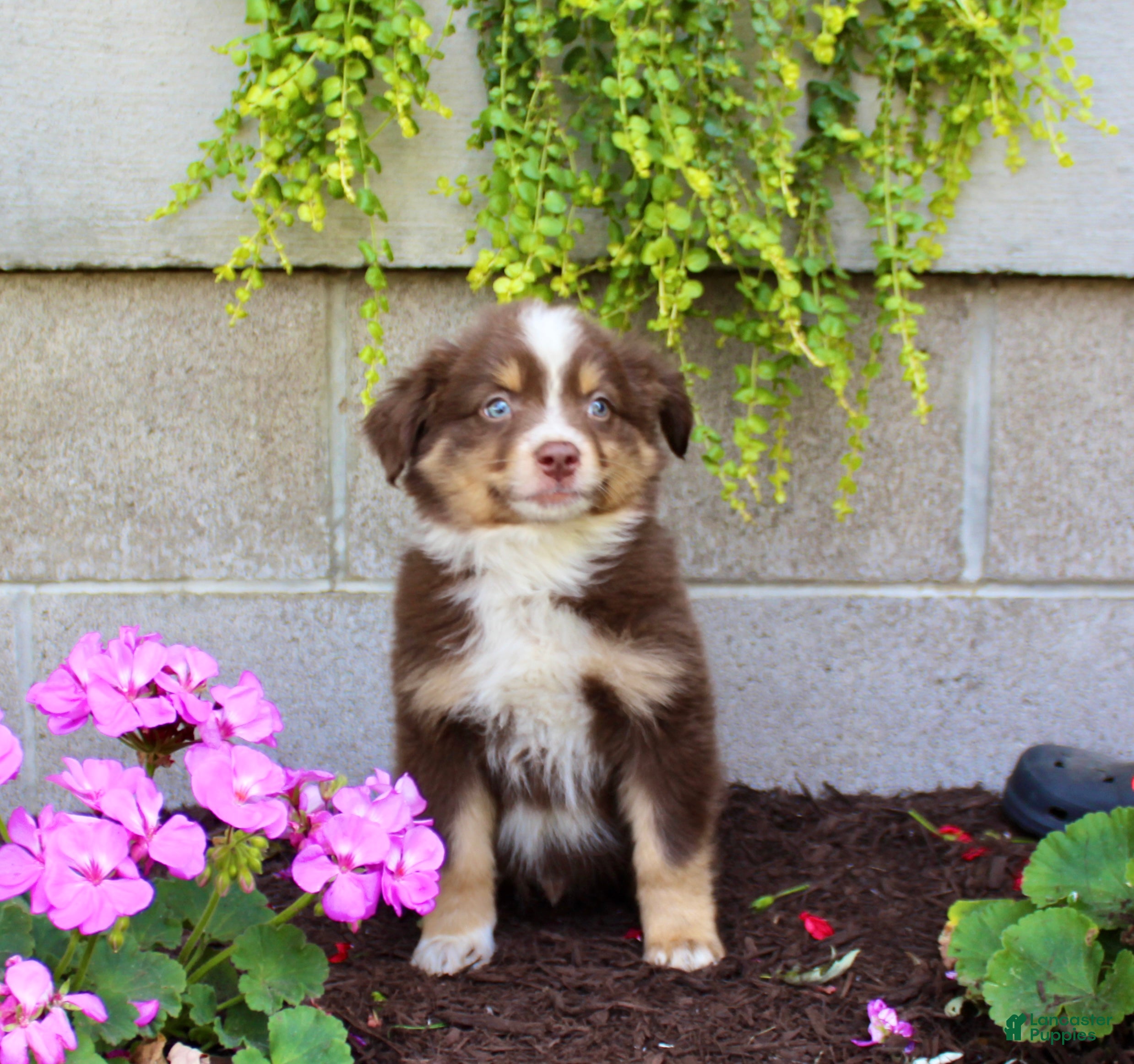 Australian Shepherd dogs Teddy - Ad 1