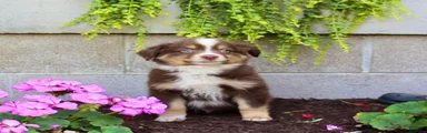 Teddy