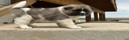 Akita dogs for sale: Tig – Male - Ad 4