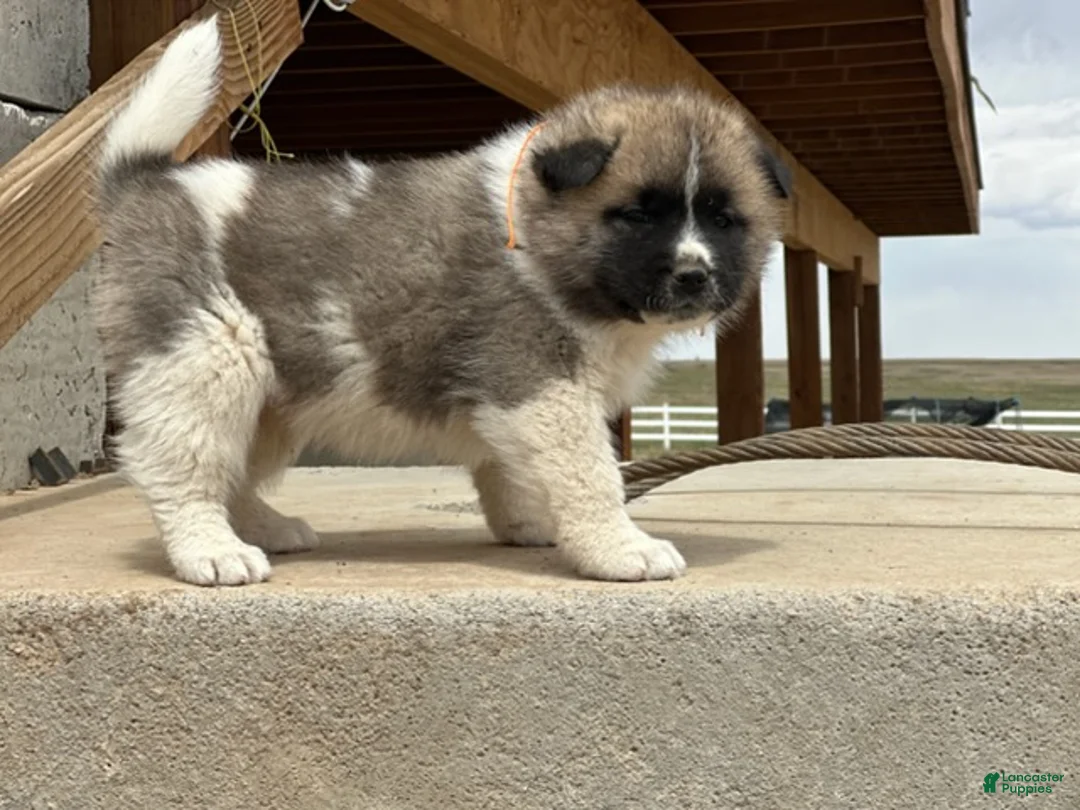 Akita dogs for sale: Tig – Male - Ad 4