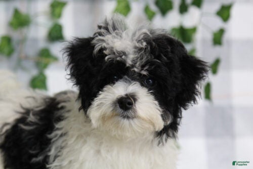 Bell (Maltipoo, Female) in Marietta, GA
