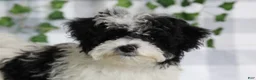 Maltipoo dogs for sale: Bell - Ad 1