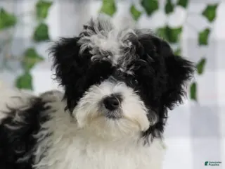 Maltipoo dogs Bell - Ad 4